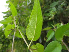 Oxypetalum wightianum