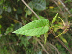 Oxypetalum wightianum