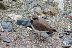 Charadrius hiaticula