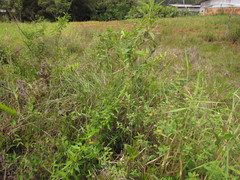 Oxypetalum wightianum