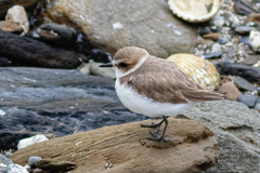 Charadrius alexandrinus