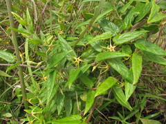 Oxypetalum wightianum