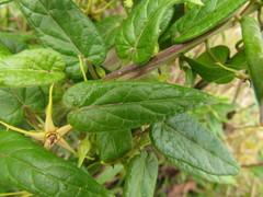 Oxypetalum wightianum