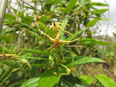 Oxypetalum wightianum