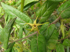 Oxypetalum wightianum