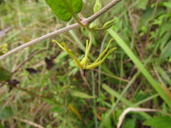 Oxypetalum wightianum