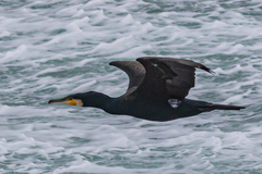 Phalacrocorax carbo