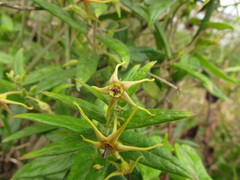 Oxypetalum wightianum