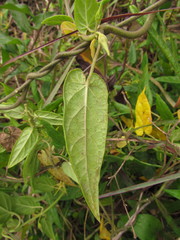 Oxypetalum wightianum