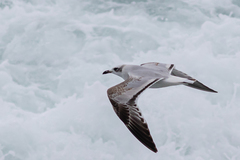 Ichthyaetus melanocephalus