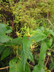 Oxypetalum wightianum