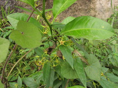 Oxypetalum wightianum