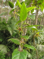 Oxypetalum wightianum