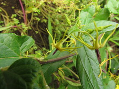 Oxypetalum wightianum