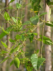 Oxypetalum wightianum