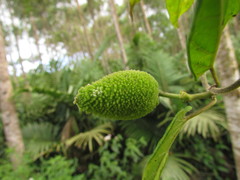 Oxypetalum wightianum