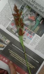 Rhynchospora macrochaeta