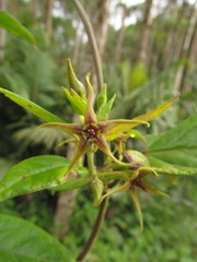 Oxypetalum wightianum