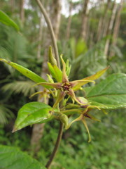 Oxypetalum wightianum