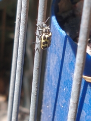 Astylus atromaculatus