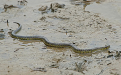 Erythrolamprus cobella