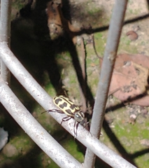 Astylus atromaculatus