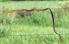 Chironius carinatus