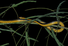 Chironius carinatus
