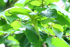 Corylus sieboldiana mandshurica
