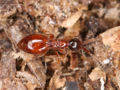 Ceraphronoidea