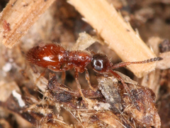 Ceraphronoidea