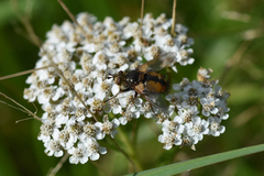 Tachina fera