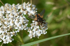 Tachina fera