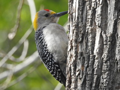 Melanerpes aurifrons