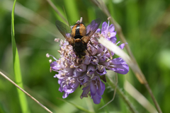 Tachina fera