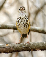 Hylopezus ochroleucus