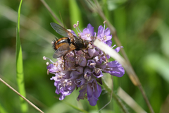 Tachina fera