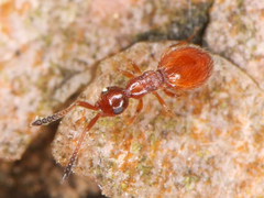 Ceraphronoidea