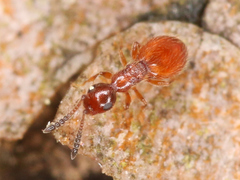 Ceraphronoidea
