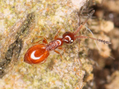 Ceraphronoidea