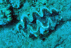 Tridacna rosewateri