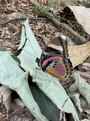 Euphaedra acuta