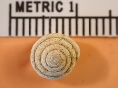 Euchemotrema leaii aliciae