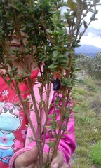 Brachyotum strigosum