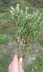 Brachyotum strigosum