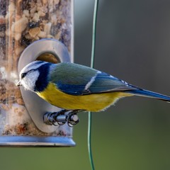 Cyanistes caeruleus