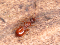 Ceraphronoidea