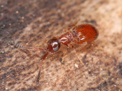 Ceraphronoidea
