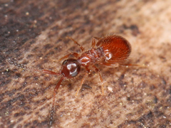 Ceraphronoidea