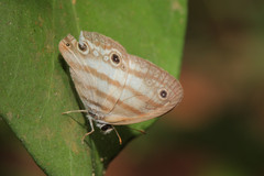 Euptychia jesia